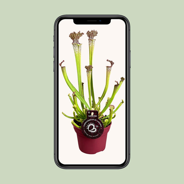 Schlauchpflanze – Sarracenia × farnhamii – Ansicht 4