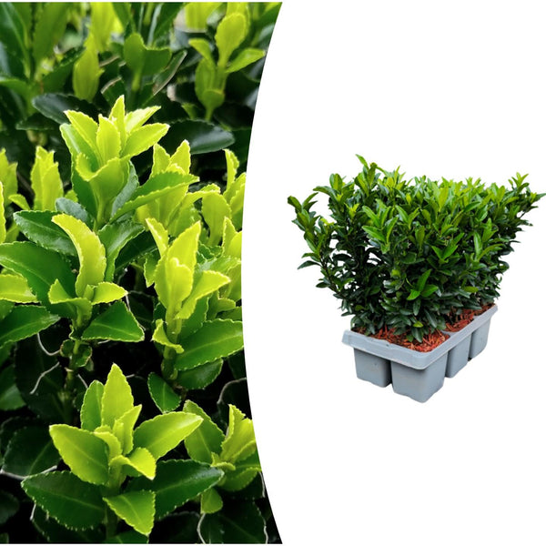 Spindelstrauch ‚Green Spire' – Euonymus japonicus