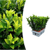 Spindelstrauch ‚Green Spire' – Euonymus japonicus – Ø 7 cm · 15 cm, 6 Stück