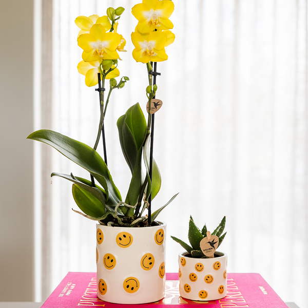 Pflanzen-Set „Smiley" – Orchidee ‚Albenga' mit Sukkulente – Ansicht 2