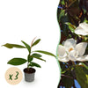 Immergrüne Magnolie – Magnolia grandiflora