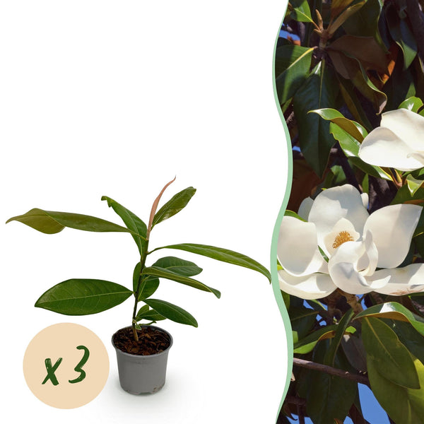 Immergrüne Magnolie – Magnolia grandiflora