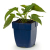 Sonnenhut ‚Goldsturm' – Rudbeckia fulgida – Ansicht 2