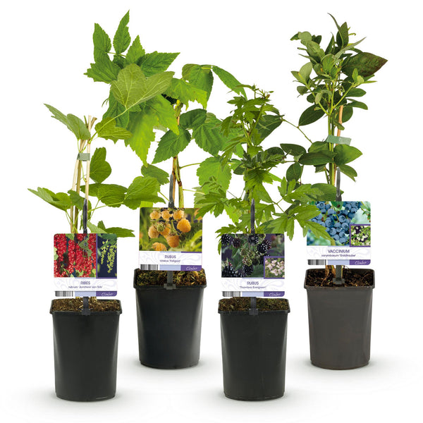Obst-Set „Beerenmix – Ansicht 2