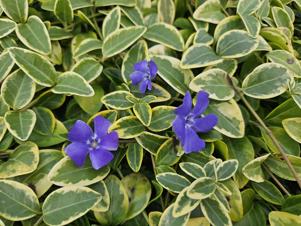 Kleines Immergrün ‚Blue and Gold' – Vinca minor – Ansicht 5