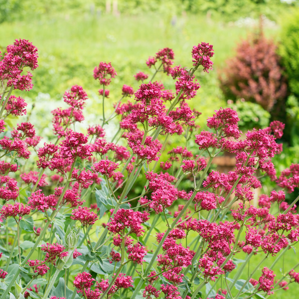 Rote Spornblume ‚Coccineus' – Centranthus ruber – Ansicht 8