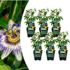 Blaue Passionsblume – Passiflora caerulea
