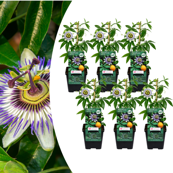 Blaue Passionsblume – Passiflora caerulea