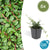 Teppich-Zwergmispel ‚Streib's Findling' – Cotoneaster procumbens – 6 Stück
