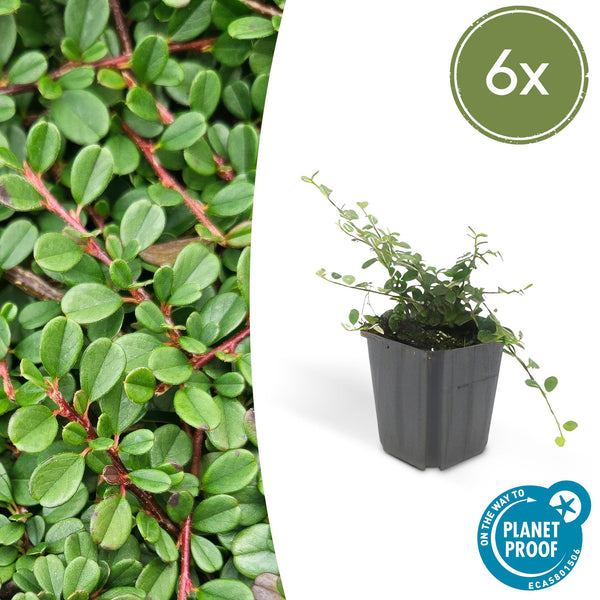 Teppich-Zwergmispel ‚Streib's Findling' – Cotoneaster procumbens – 6 Stück