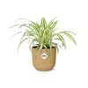 Grünlilie ‚Variegatum' – Chlorophytum comosum