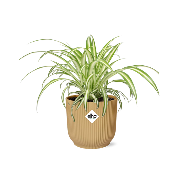 Grünlilie ‚Variegatum' – Chlorophytum comosum