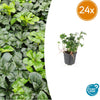 Dickmännchen ‚Green Sheen' – Pachysandra terminalis