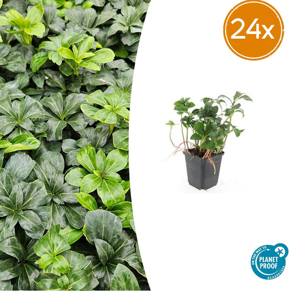 Dickmännchen ‚Green Sheen' – Pachysandra terminalis
