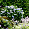 Bauernhortensie ‚Magical Revolution Blue' – Hydrangea macrophylla – Ansicht 5