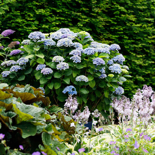Bauernhortensie ‚Magical Revolution Blue' – Hydrangea macrophylla – Ansicht 5