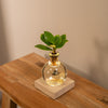 Clusia im Glas mit LED-Beleuchtung – Ansicht 5