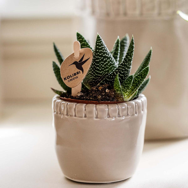 Haworthia ‚Royal Highness' – Ansicht 5