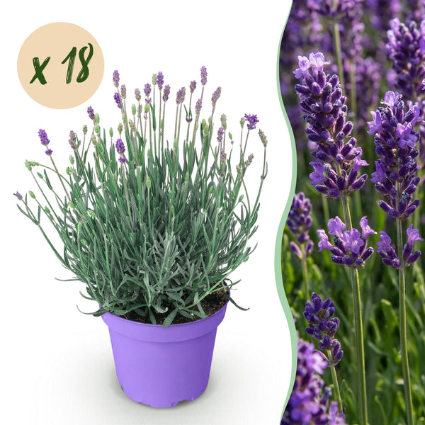 Lavendel ‚Munstead' – Lavandula angustifolia