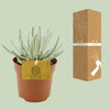 Greiskraut – Senecio scaposus – Ansicht 3