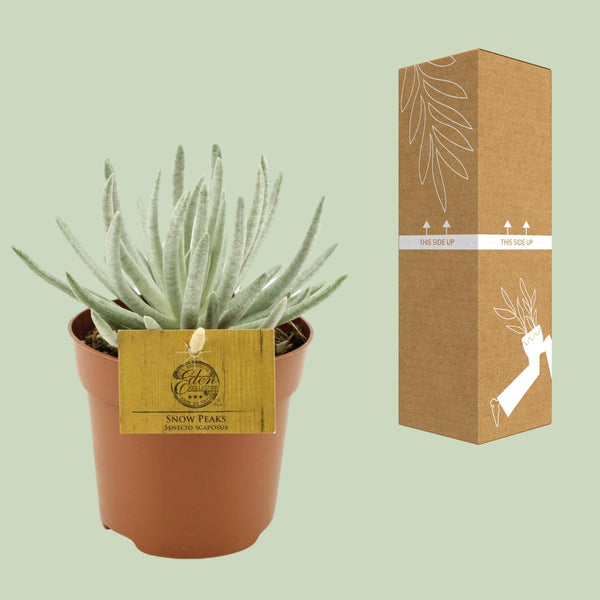 Greiskraut – Senecio scaposus – Ansicht 3