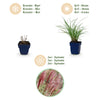Chinaschilf ‚Red Chief' – Miscanthus sinensis – Ansicht 3