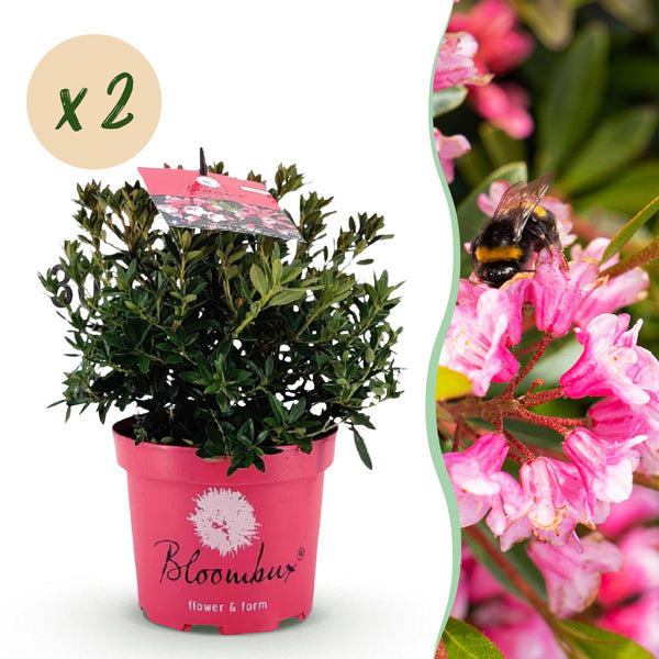 Zwerg-Rhododendron ‚Bloombux Magenta' – Rhododendron