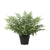 Kunstpflanze Schwertfarn (Nephrolepis exaltata)