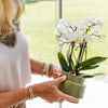 Schmetterlingsorchidee ‚Blossom Zurich' – Phalaenopsis – Ansicht 5