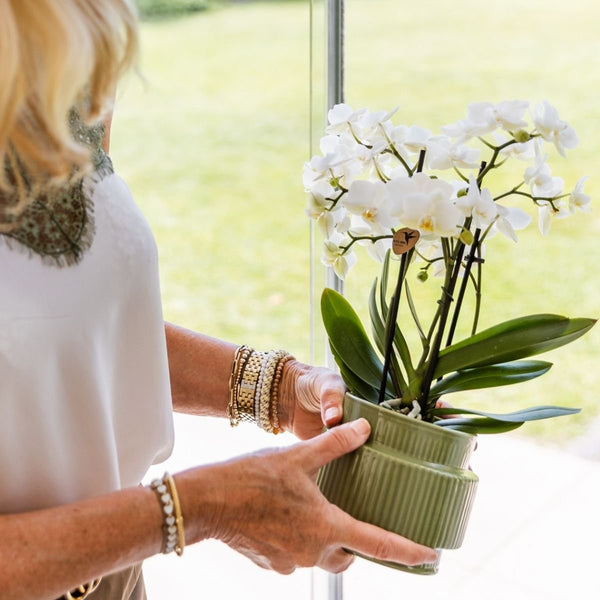 Schmetterlingsorchidee ‚Blossom Zurich' – Phalaenopsis – Ansicht 5