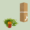 Zwergpfeffer ‚Rocca Vivace' – Peperomia angulata – Ansicht 3