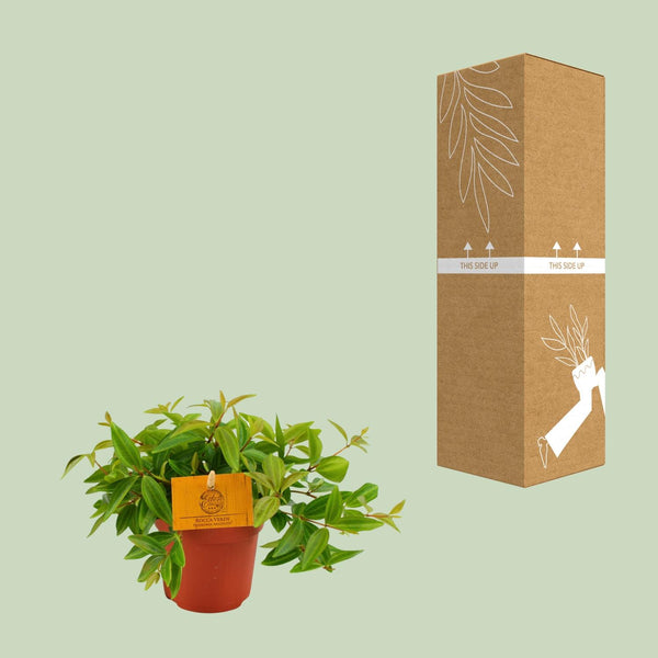 Zwergpfeffer ‚Rocca Vivace' – Peperomia angulata – Ansicht 3