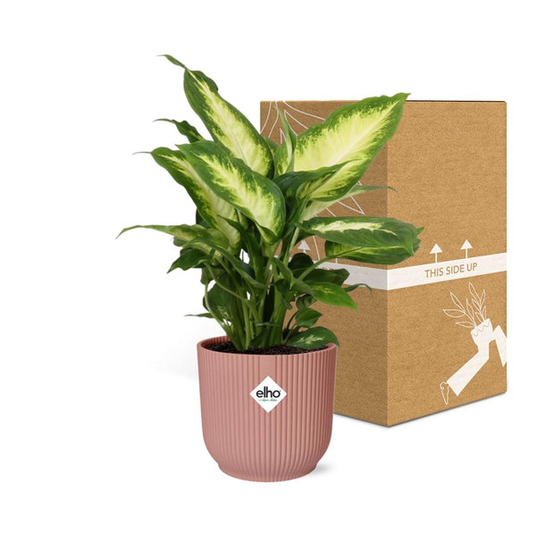 Dieffenbachia ‚Camilla' – Dieffenbachia seguine – Ansicht 5
