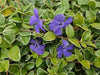 Kleines Immergrün ‚Argenteovariegata' – Vinca minor – Ansicht 6
