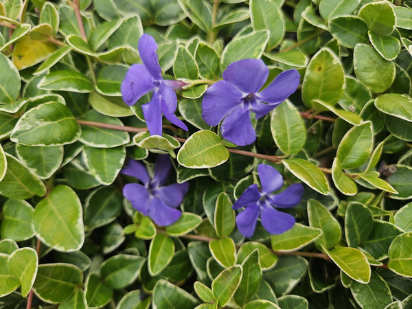 Kleines Immergrün ‚Argenteovariegata' – Vinca minor – Ansicht 6