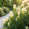 Japanischer Spindelstrauch ‚Paloma Blanca' – Euonymus japonicus – Ansicht 5