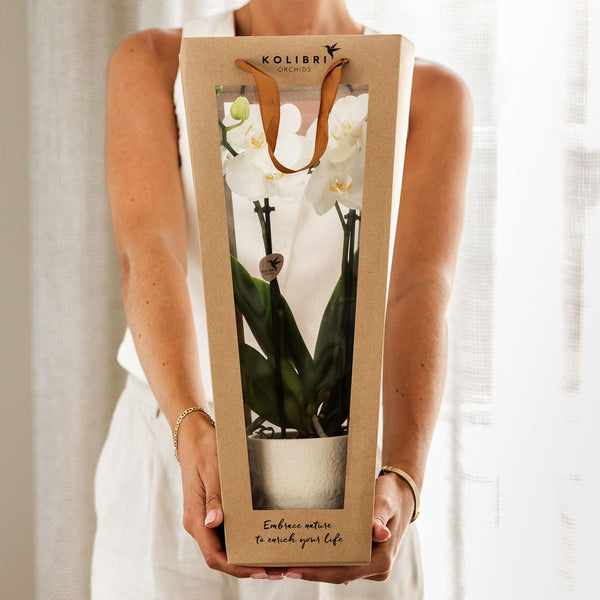 Pflanzengeschenk „Viel Glück" – Orchidee ‚Lausanne' mit Topf, Karte & Geschenktasche – Ansicht 2