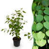Katsurabaum – Cercidiphyllum japonicum – 1 Stück