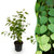 Katsurabaum – Cercidiphyllum japonicum – 1 Stück