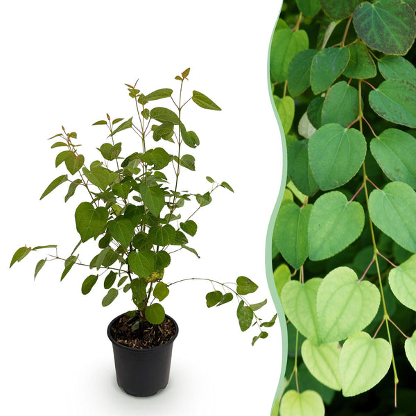 Katsurabaum – Cercidiphyllum japonicum – 1 Stück