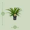 Nestfarn ‚Osaka' – Asplenium antiquum – Ansicht 2