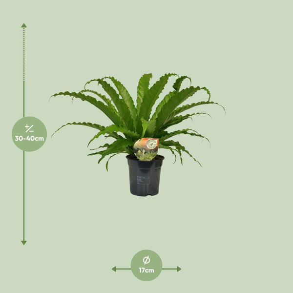 Nestfarn ‚Osaka' – Asplenium antiquum – Ansicht 2