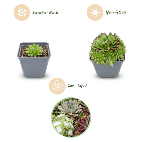 Hauswurz ‚Big Sam' – Sempervivum – Ansicht 3