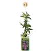 Passionsblume ‚Lavender Lady' – Passiflora – Ansicht 2