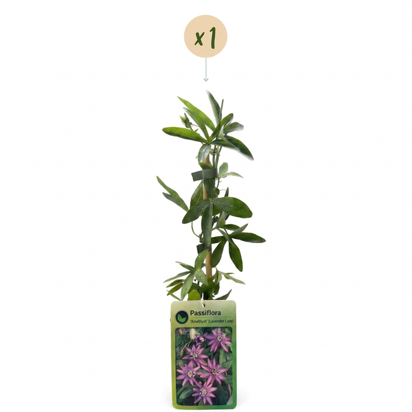 Passionsblume ‚Lavender Lady' – Passiflora – Ansicht 2