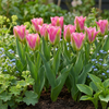 Tulpe ‚Striped Crown' – Tulipa – Ansicht 2