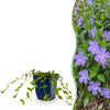 Kleines Immergrün – Vinca minor – 1 Stück
