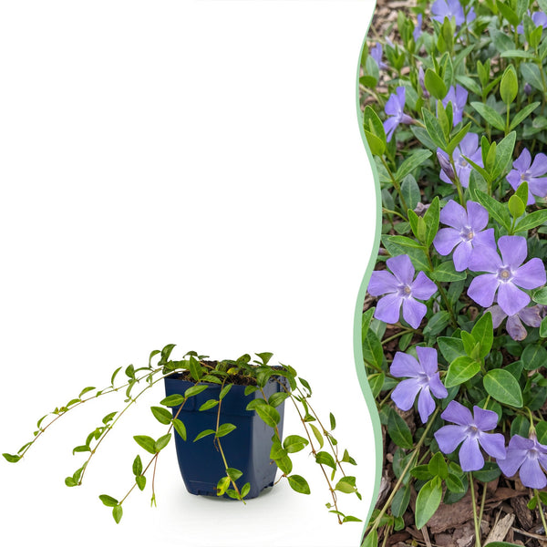 Kleines Immergrün – Vinca minor – 1 Stück