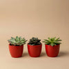 Sukkulenten-Set „Mix“ – 3 Sukkulenten mit Mini-Topf – Ansicht 4