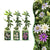 Passionsblume – Passiflora (dreifarbig) – Weiß, Lila, Rosa